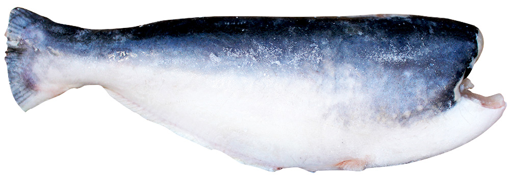 Baliq dumba ichiga suriladi